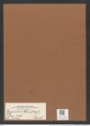 Zygoceros ? weissflogii Pant. (de-Toni-Nr.: Genus 126, Species 3543) Zeichnungen Sammlung Grunow Mappe 03716 (Herbarium_W_Grunow_drawings_Folder_03716)